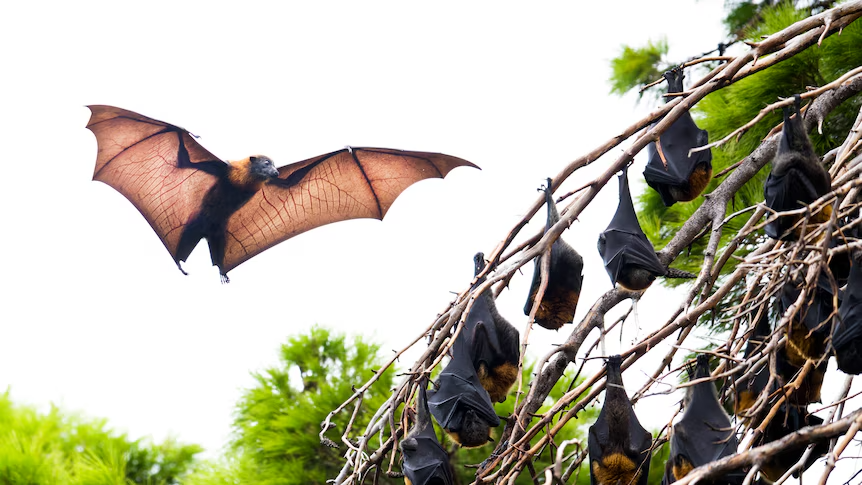 Bat virus case in NSW